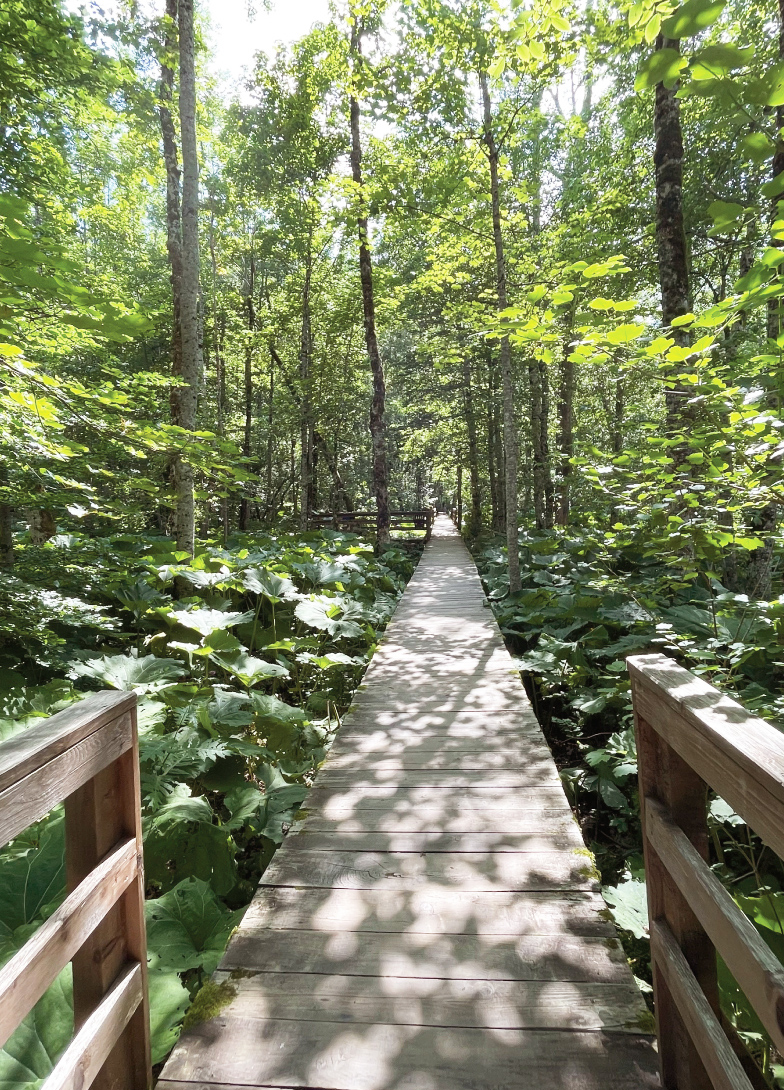 A wooden boardwalk leads through a lush, green forest with large leaves and sunlight streaming through the tree canopy, creating a peaceful and natural atmosphere. Nacional Park Biogradska Gora
