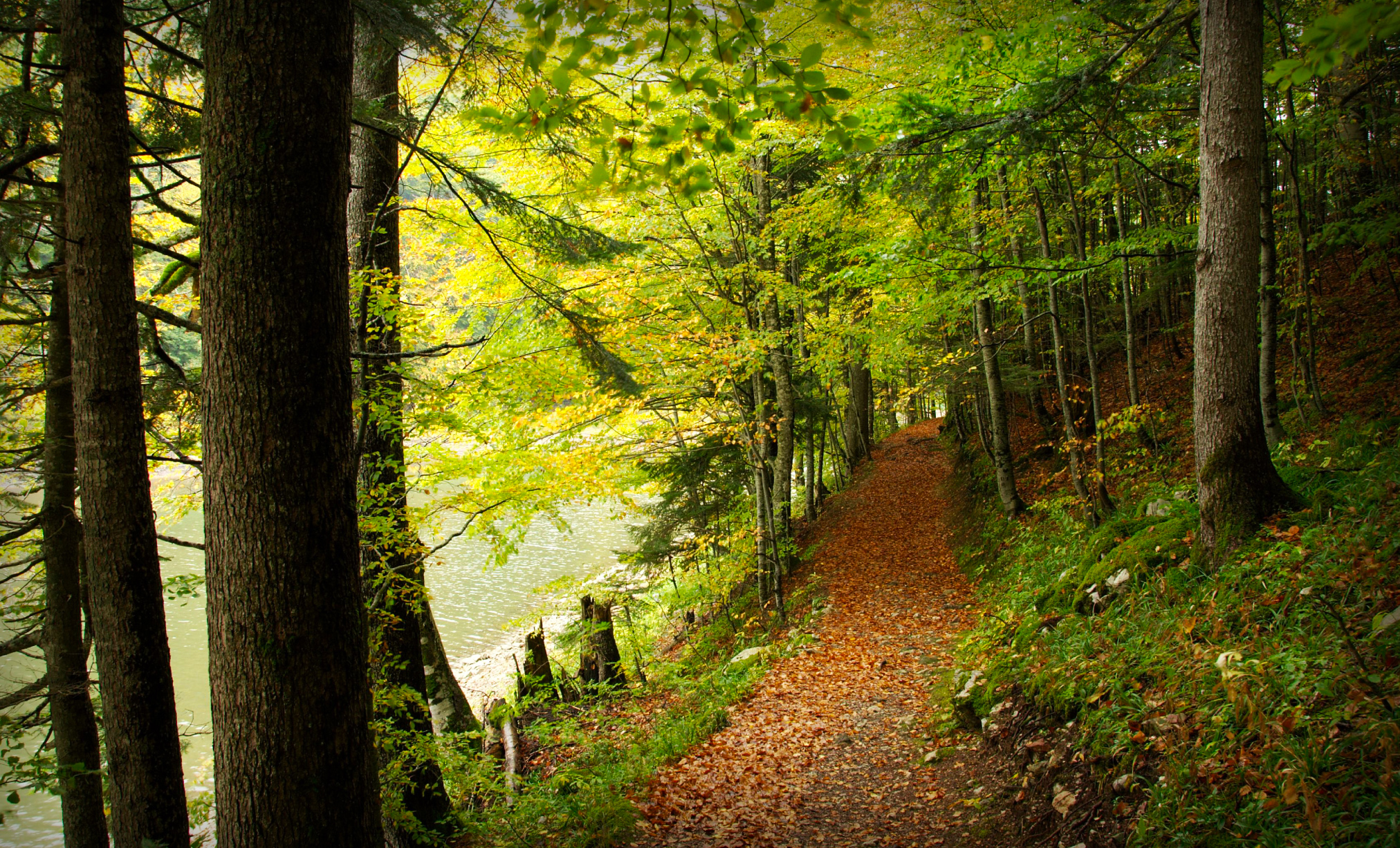 This image for Image Layouts addon